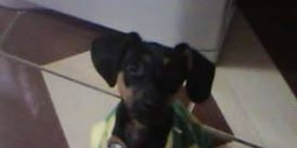 Mulher diz que cãozinho foi retirado de casa em Camaquã e solto em cidade vizinha