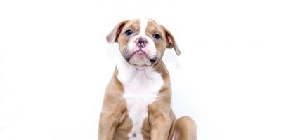 Fevereiro Roxo alerta para prevenção de doenças crônicas em cães idosos