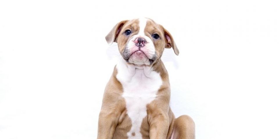 Fevereiro Roxo alerta para prevenção de doenças crônicas em cães idosos