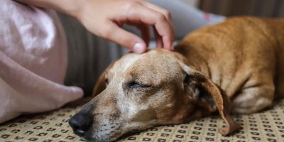 Alzheimer canino: como melhorar a qualidade de vida do pet?