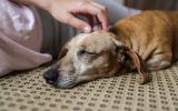 Alzheimer canino: como melhorar a qualidade de vida do pet?