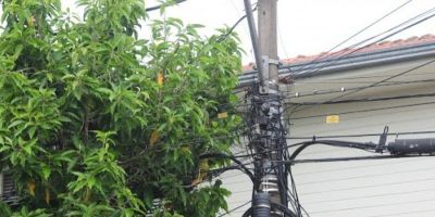 Projeto propõe proibir plantio de árvores de grande porte perto da rede elétrica em São Lourenço do Sul