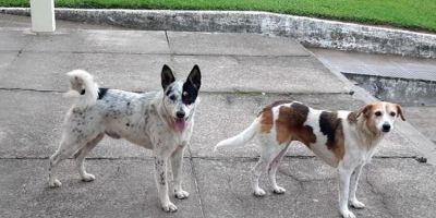 CDH do Senado aprova projeto que determina pena de seis meses a dez anos de prisão para quem matar cães e gatos