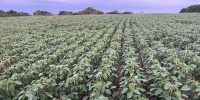 Maior parte das lavouras de soja estão em fase de enchimentos de grãos
