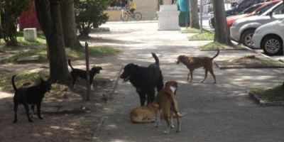 Médicos veterinários de Tapes alertam sobre doença da Cinomose