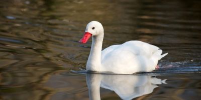RS registra foco de gripe aviária em aves silvestres na Reserva do Taim