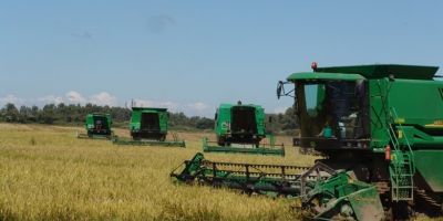 Colheita de arroz no Rio Grande do Sul atinge 10% da área