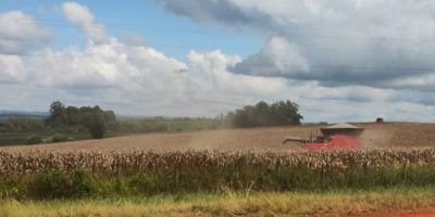 RS tem 64% da área de milho colhida