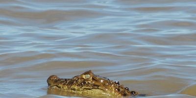 Alerta aos banhistas: identificado filhote de jacaré na Laguna dos Patos, em Arambaré